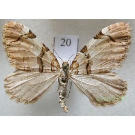 Anticlea derivata (Denis & Schiffermüller, 1775) Czech20